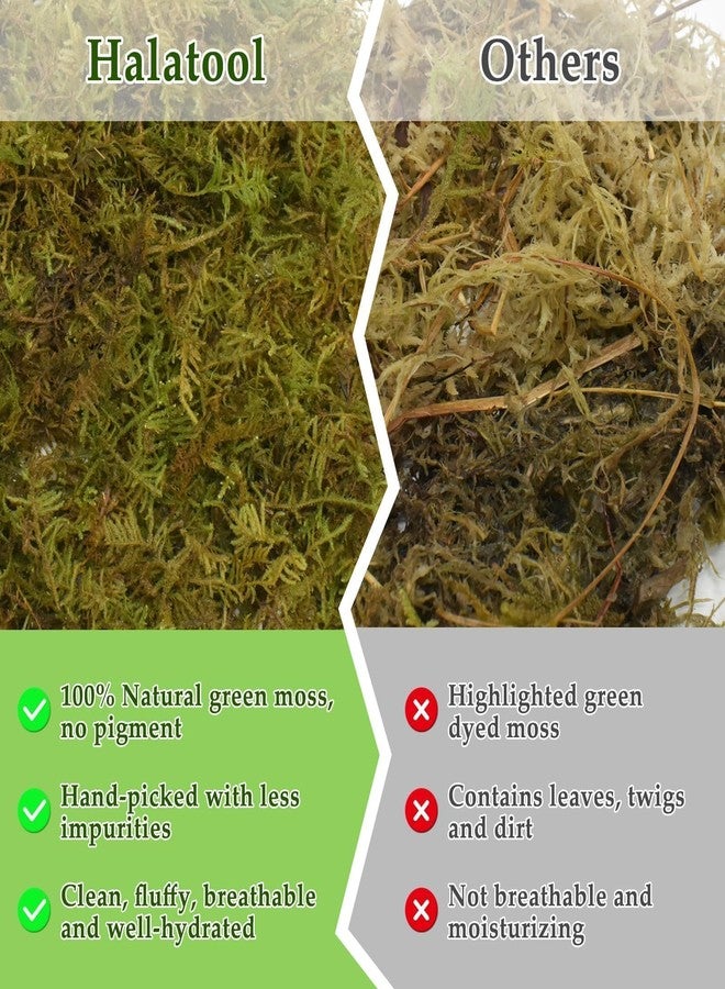 Halatool 9OZ Natural Sphagnum Moss for Reptiles- 14QT Green Moss for Terrarium Plants Long Fiber Reptile Moss for Leopard Gecko Snake Hamsters Tortoises Frogs Lizards Salamanders - Image 5